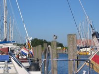 Segeltörn Ijsselmeer: Zaungäste im Hafen